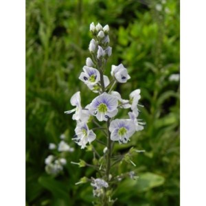 przetacznik goryczkowaty (Veronica gentianoides) - Świat bylin - sklep internetowy