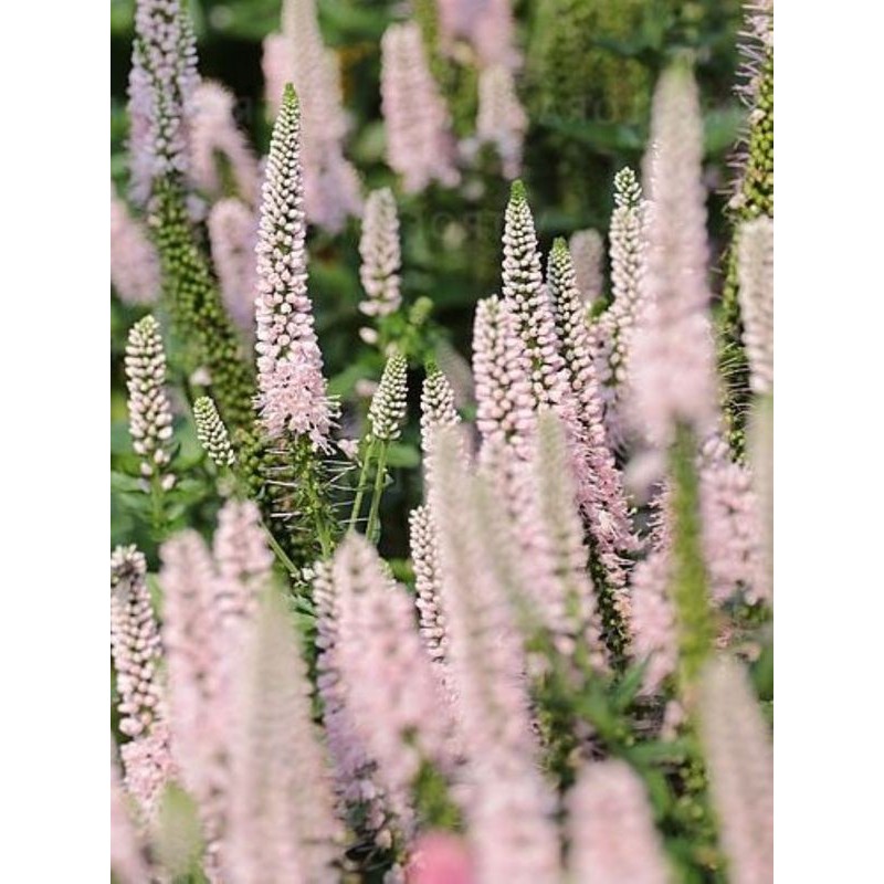 przetacznik długolistny (Veronica longifolia) First Choise- Świat bylin - sklep internetowy