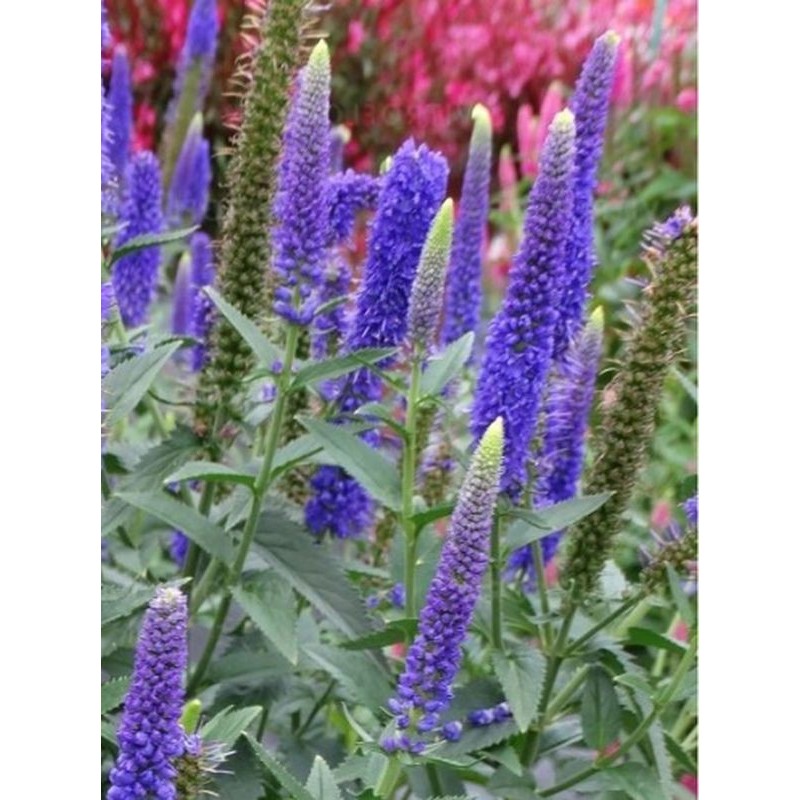 przetacznik długolistny (Veronica longifolia) First Glory- Świat bylin - sklep internetowy