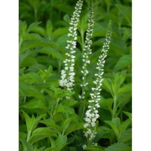 przetacznik długolistny (Veronica longifolia) Schneeriesin- Świat bylin - sklep internetowy