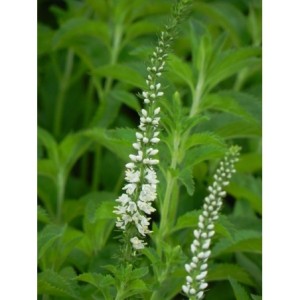 przetacznik długolistny (Veronica longifolia) Schneeriesin- Świat bylin - sklep internetowy
