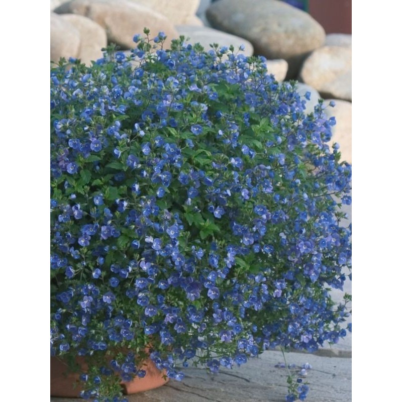 przetacznik szypułkowy (Veronica peduncularis) Georgia Blue- Świat bylin - sklep internetowy