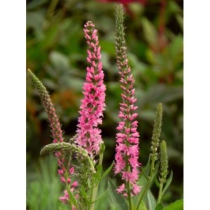 przetacznik kłosowy (Veronica spicata) Anniversary Rose- Świat bylin - sklep internetowy