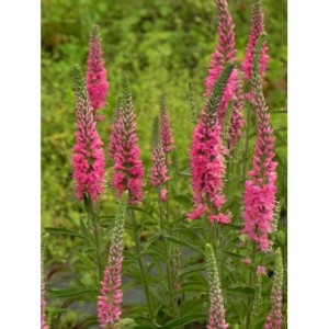 przetacznik kłosowy (Veronica spicata) Rosa Zwerg- Świat bylin - sklep internetowy