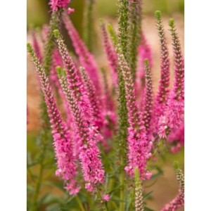 przetacznik kłosowy (Veronica spicata) Rotfuchs- Świat bylin - sklep internetowy