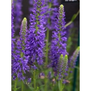 przetacznik kłosowy (Veronica spicata) Shirley Blue- Świat bylin - sklep internetowy