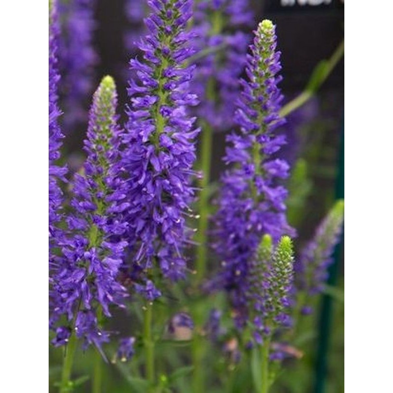 przetacznik kłosowy (Veronica spicata) Shirley Blue- Świat bylin - sklep internetowy