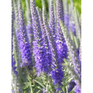przetacznik kłosowy (Veronica spicata) Silberteppich- Świat bylin - sklep internetowy