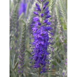 przetacznik kłosowy (Veronica spicata) Silberteppich- Świat bylin - sklep internetowy