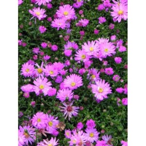 aster krzaczasty (Aster dumosus) Rosenwichtel- Świat bylin - sklep internetowy