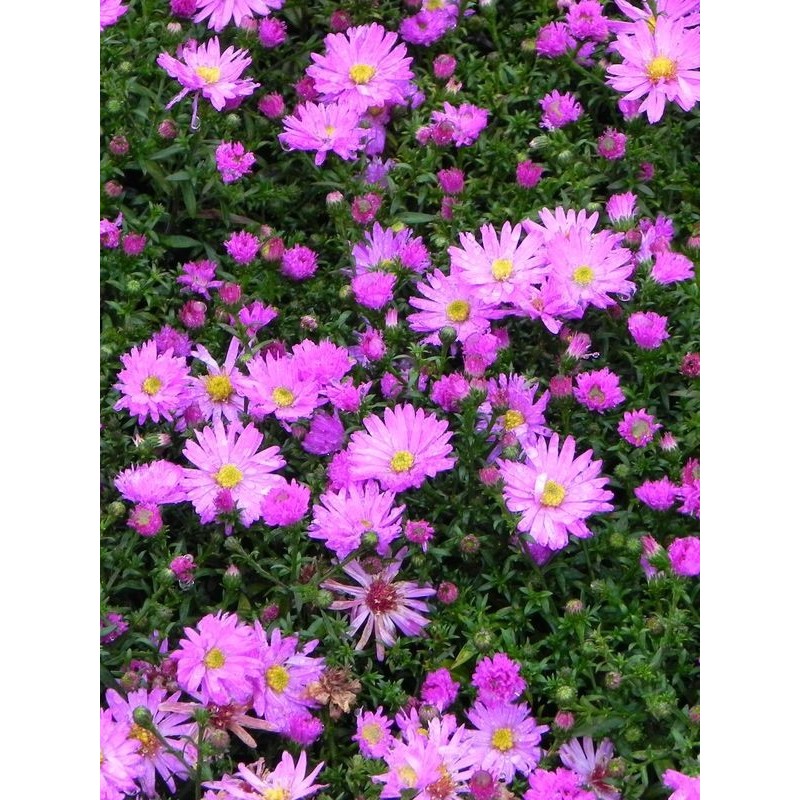 aster krzaczasty (Aster dumosus) Rosenwichtel- Świat bylin - sklep internetowy