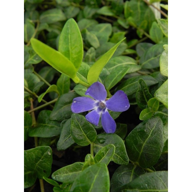 barwinek mniejszy (Vinca minor) Bowles- Świat bylin - sklep internetowy