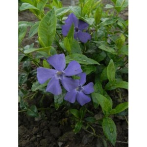 barwinek mniejszy (Vinca minor) Bowles- Świat bylin - sklep internetowy