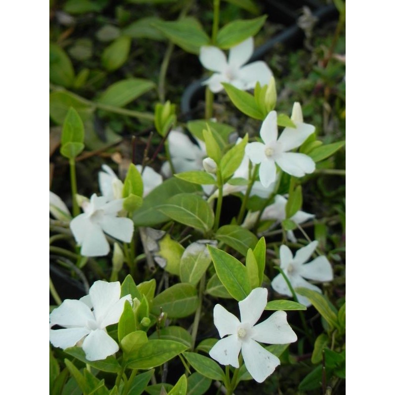 barwinek mniejszy (Vinca minor) Gertrude Jekyll- Świat bylin - sklep internetowy