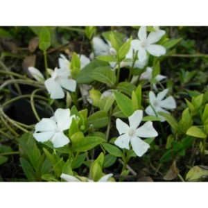 barwinek mniejszy (Vinca minor) Gertrude Jekyll- Świat bylin - sklep internetowy