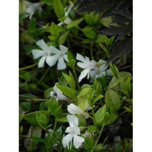 barwinek mniejszy (Vinca minor) Gertrude Jekyll- Świat bylin - sklep internetowy