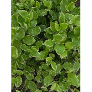 barwinek mniejszy (Vinca minor) Variegata- Świat bylin - sklep internetowy