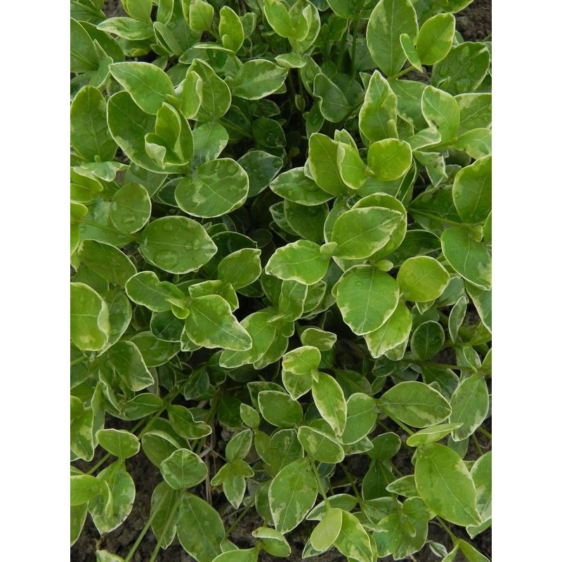 barwinek mniejszy (Vinca minor) Variegata- Świat bylin - sklep internetowy