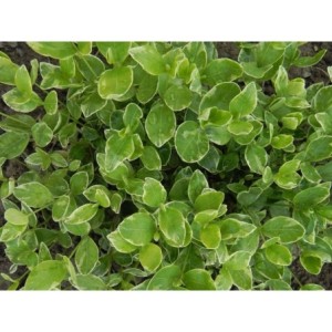 barwinek mniejszy (Vinca minor) Variegata- Świat bylin - sklep internetowy