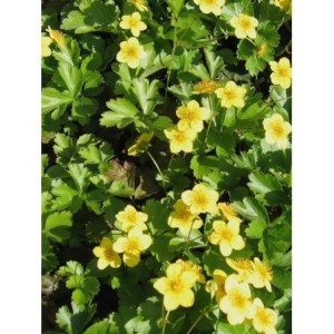 pragnia syberyjska (Waldsteina ternata) - Świat bylin - sklep internetowy