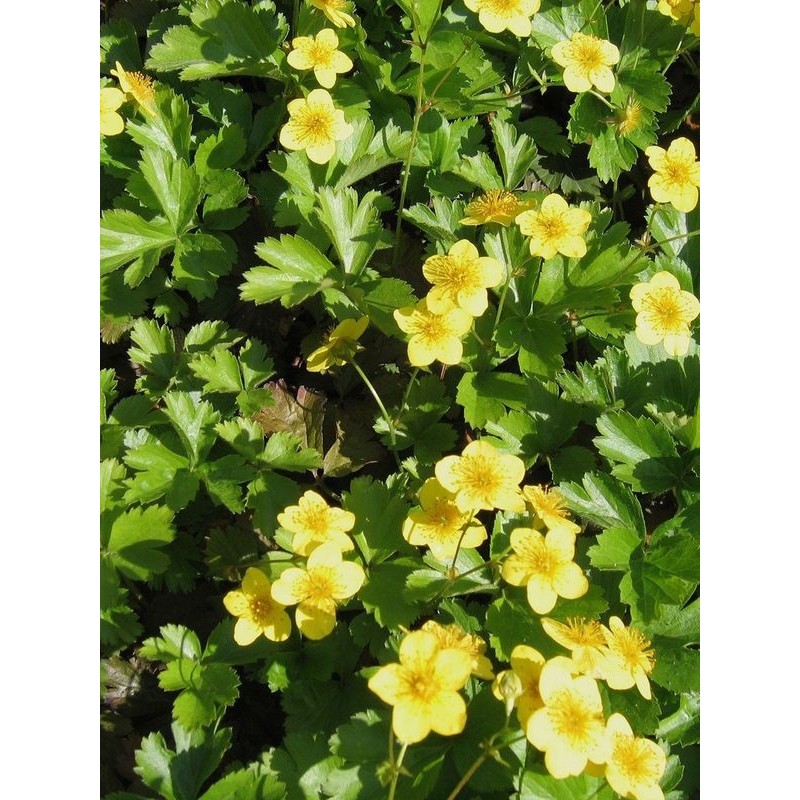 pragnia syberyjska (Waldsteina ternata) - Świat bylin - sklep internetowy