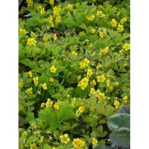 pragnia syberyjska (Waldsteina ternata) - Świat bylin - sklep internetowy