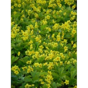 pragnia syberyjska (Waldsteina ternata) - Świat bylin - sklep internetowy