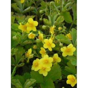 pragnia syberyjska (Waldsteina ternata) - Świat bylin - sklep internetowy