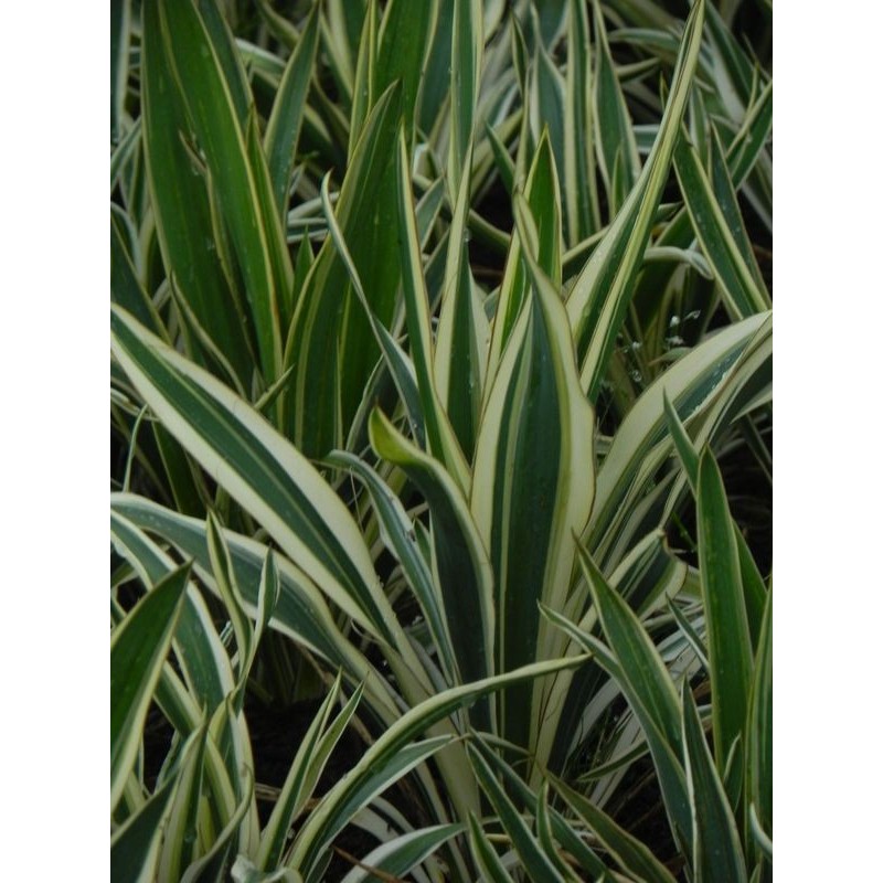 juka zwisająca (Yucca flaccida) Ivory Tower- Świat bylin - sklep internetowy