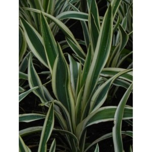 juka zwisająca (Yucca flaccida) Ivory Tower- Świat bylin - sklep internetowy