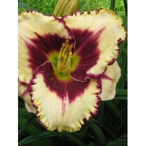 liliowiec ogrodowy (Hemerocallis hybrida) Border Music- Świat bylin - sklep internetowy