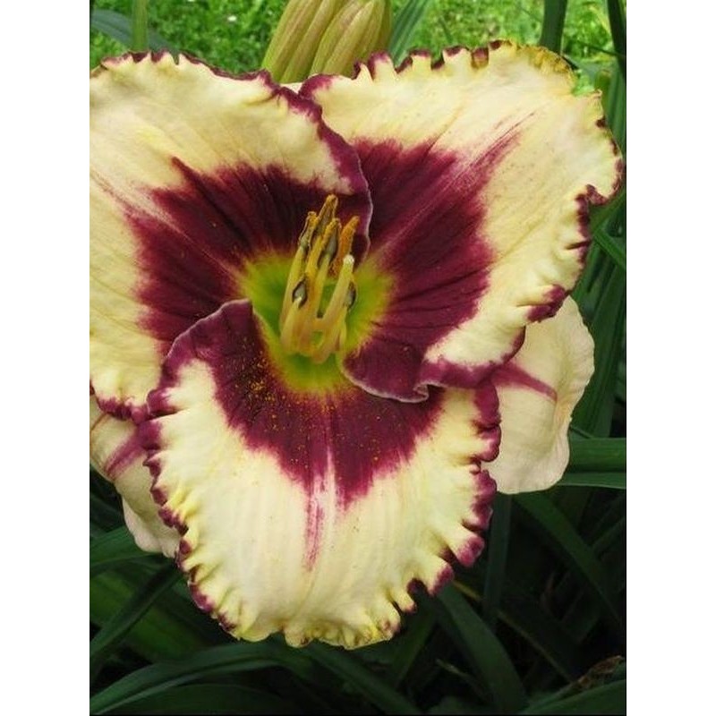 liliowiec ogrodowy (Hemerocallis hybrida) Border Music- Świat bylin - sklep internetowy