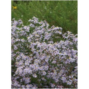 aster wrzosolistny (Aster ericoides) Erlkonig- Świat bylin - sklep internetowy