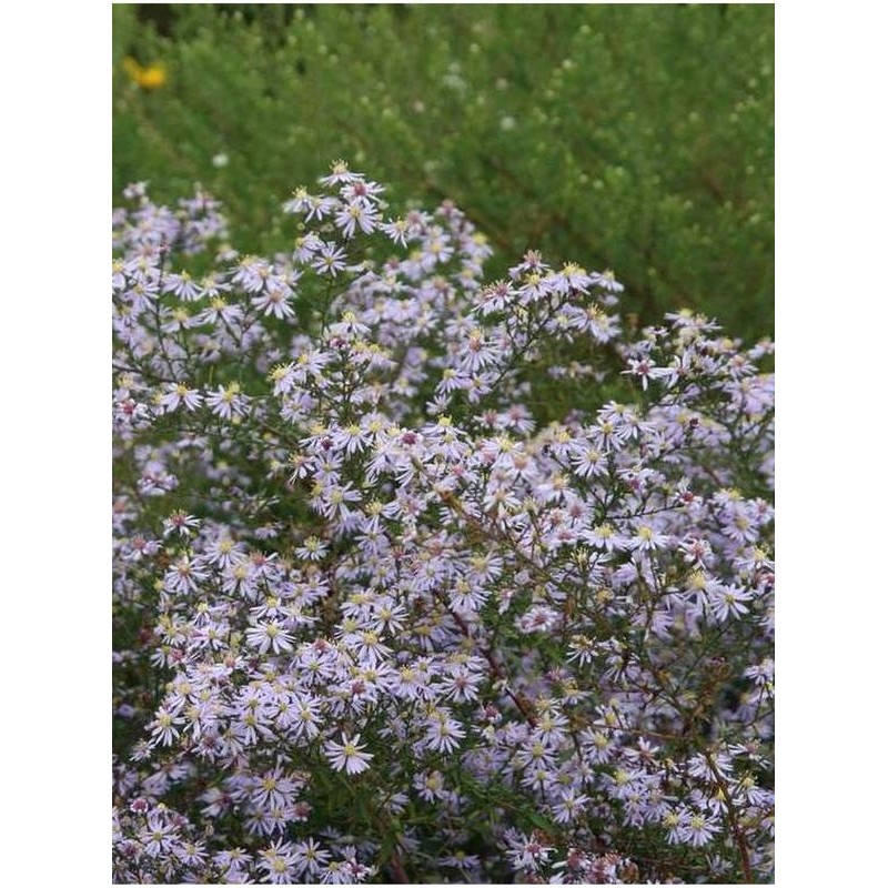aster wrzosolistny (Aster ericoides) Erlkonig- Świat bylin - sklep internetowy