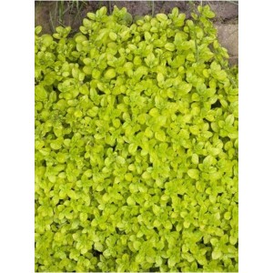 lebiodka pospolita (Origanum vulgare) Gold- Świat bylin - sklep internetowy