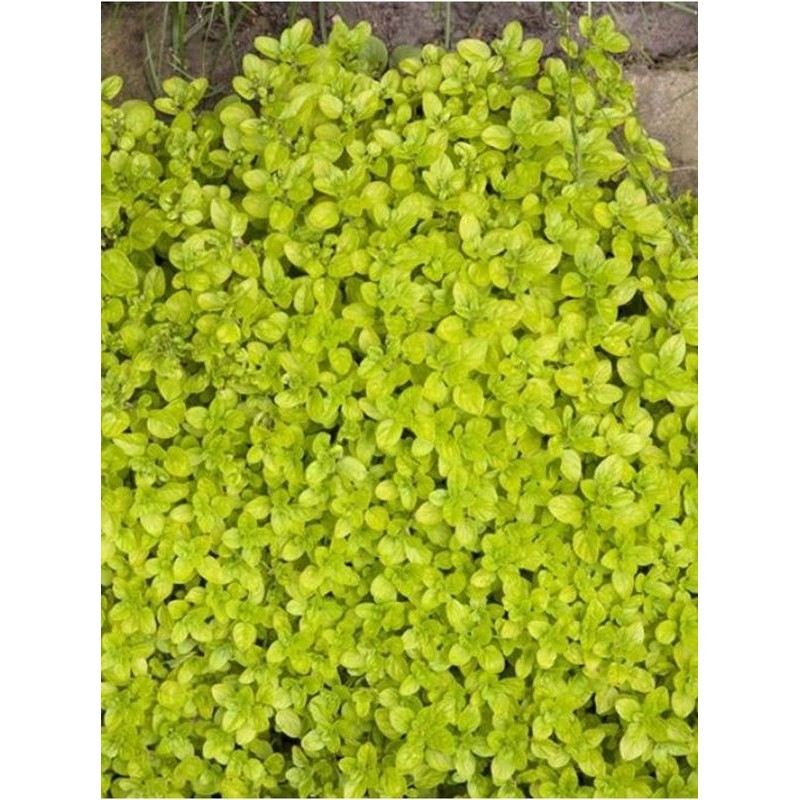 lebiodka pospolita (Origanum vulgare) Gold- Świat bylin - sklep internetowy