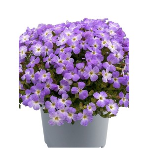 żagwin drobnolistny (Aubrieta gracilis) Florado Blue White Bicolour- Świat bylin - sklep internetowy