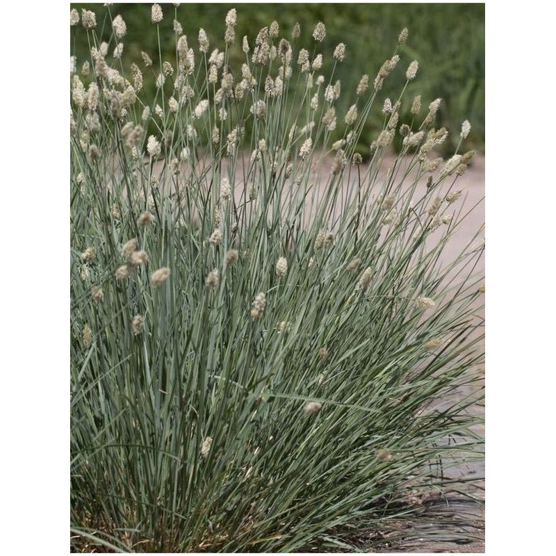 sesleria lśniąca (Sesleria nitida) - Świat bylin - sklep internetowy