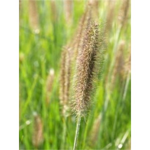 rozplenica japońska (Pennisetum alopecuroides) Magic- Świat bylin - sklep internetowy