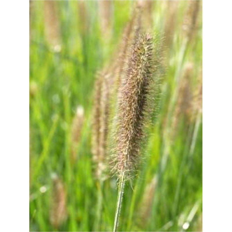 rozplenica japońska (Pennisetum alopecuroides) Magic- Świat bylin - sklep internetowy