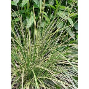 śmiałek darniowy (Deschampsia caespitosa) Northern Lights- Świat bylin - sklep internetowy