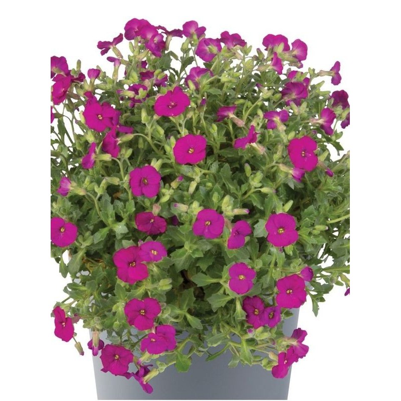 żagwin drobnolistny (Aubrieta gracilis) Florado Red- Świat bylin - sklep internetowy