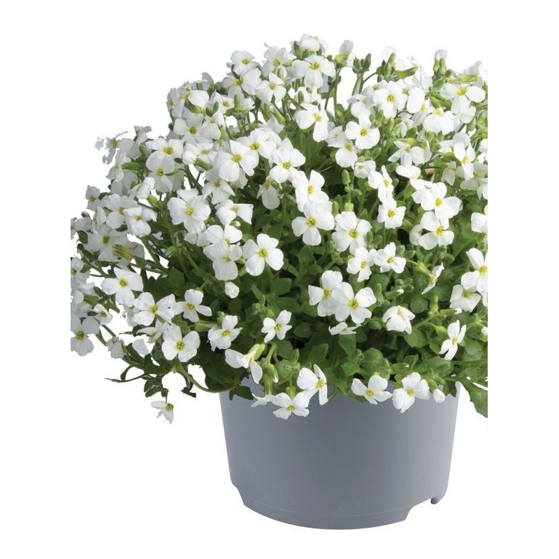 żagwin drobnolistny (Aubrieta gracilis) Florado White- Świat bylin - sklep internetowy