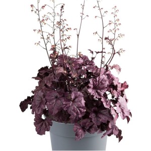 żurawka owłosiona (Heuchera villosa) Everglow Wildberry- Świat bylin - sklep internetowy