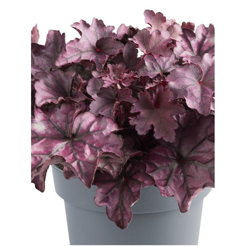 żurawka owłosiona (Heuchera villosa) Everglow Rose Sunset- Świat bylin - sklep internetowy