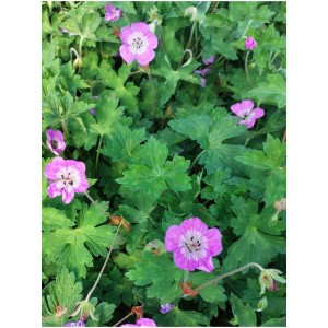 bodziszek Wallicha (Geranium wallichianum) Kelly Anne - Świat bylin - sklep internetowy