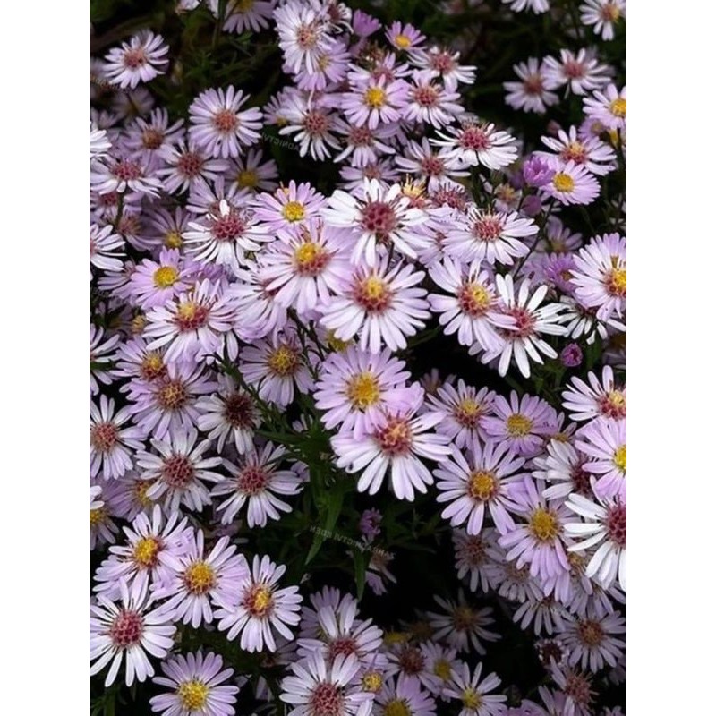 aster wrzosolistny (Aster ericoides) Pink Cloud- Świat bylin - sklep internetowy