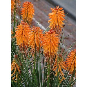 trytoma (Kniphofia) Poco Orange- Świat bylin - sklep internetowy