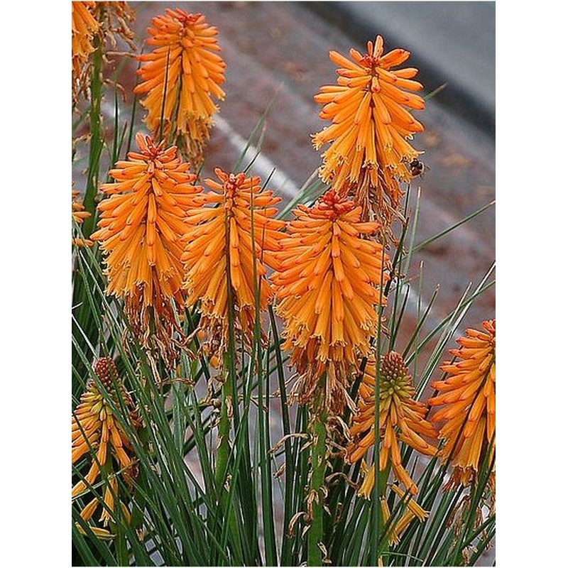 trytoma (Kniphofia) Poco Orange- Świat bylin - sklep internetowy