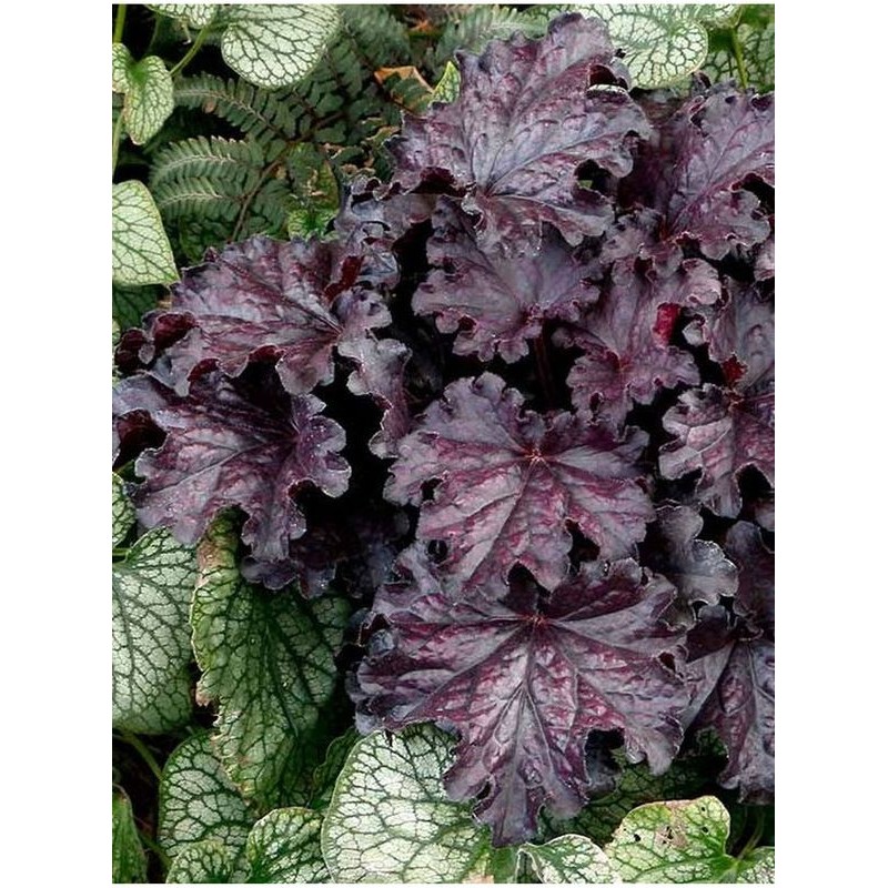 żurawka ogrodowa (Heuchera x hybrida) Forever Midnight- Świat bylin - sklep internetowy